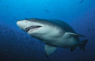 虎鲨的资料,揭秘虎鲨的生存智慧与捕食技巧